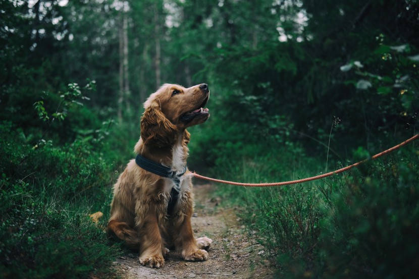 酷迪寵物用品|出門必帶牽引繩！狂犬病知識(shí)掃盲區(qū)