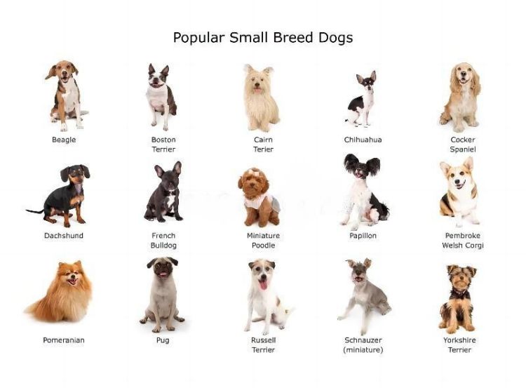 dog-small1.jpg