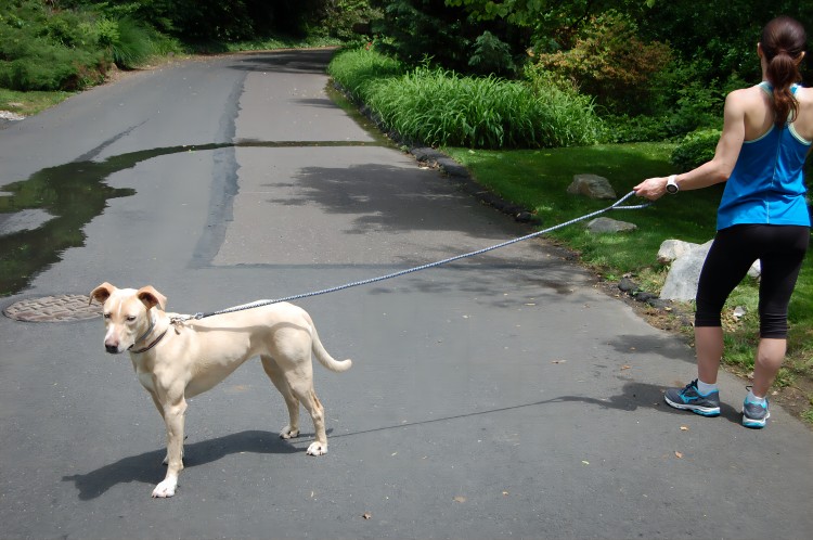 dog outside(1).jpg