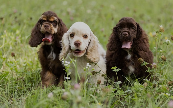 Cocker Spaniel .jpg